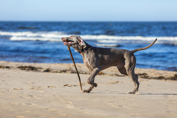 weimaraner breed dog on the beach