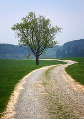 Steiniger Feldweg der sich um einen Baum schlängelt umgeben von grünen Wiesen und Weiden in Bayern
