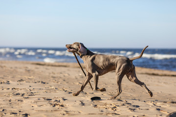 weimaraner breed dog on the beach