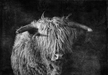 Highlander, Highland Cow, Scotland, Portrait of a scottish HIghland Cattle with a light texture for givin it the vintage look