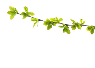 Branch with young green spring leaves isolated on white background.