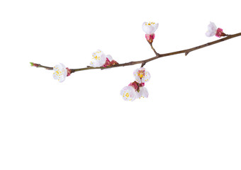 Fototapeta premium Small branch of Apricot in blossom isolated on white background.