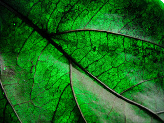 macro selective focus texture of dry leaf with different colour of light