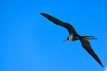 A Magnificent Frigatebird (Fregata magnificens) soars over Saint John's harbour, Antigua, West Indies