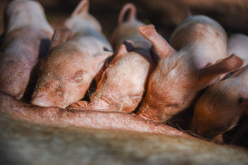 Baby pigs feeding from the mother. 