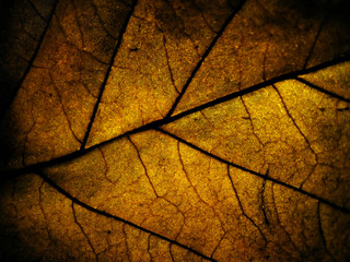 Obraz premium macro selective focus texture of dry leaf with different colour of light