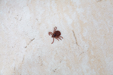 A dangerous parasite and infection carrier mite