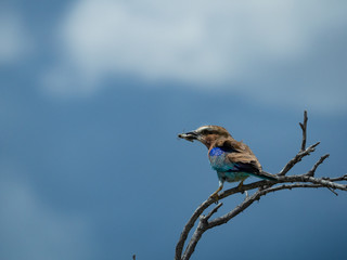 Bird with worm in his mouth