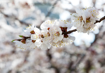 Blossoming cherry trees in spring. Sakura branches with sunlight. Nature background