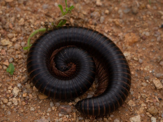 centipede in the desert