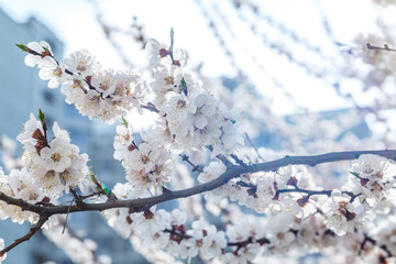 Blossoming cherry trees in spring. Sakura branches with sunlight. Nature background