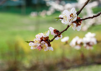 Blossoming cherry trees in spring. Sakura branches with sunlight. Nature background