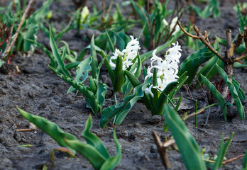 White Hyacinth or Hyacinthus, flowers in full bloom in spring garden close up. Flowering hyacinths. Spring, nature background