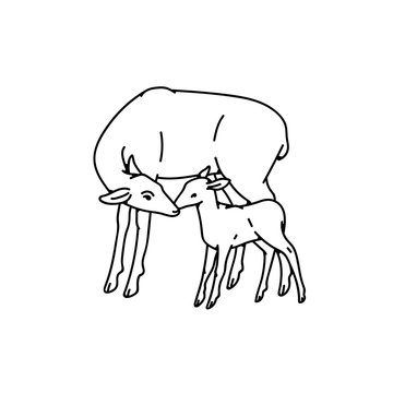 Wild deer female mother with baby fawn vector outline black white sketch illustration.