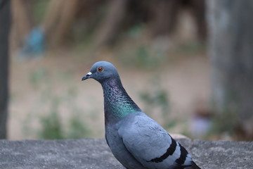 photography of looking at a pigeon - side