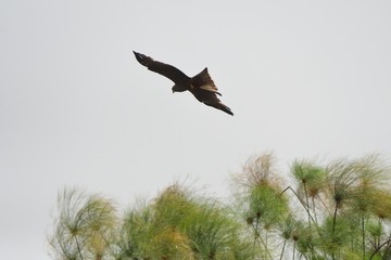 Yellow-billed kite, Mabamba Bay, Uganda