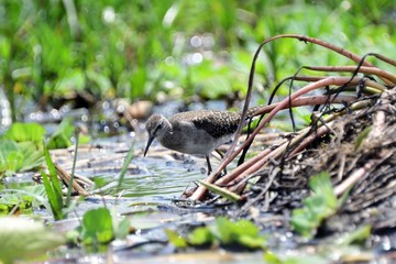 Common sandpiper, Mabamba Bay, Uganda