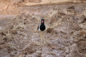 rare pose of red wattled lapwing in field