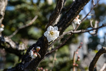 立春のころの梅