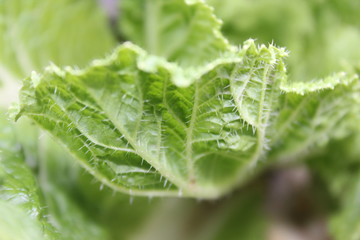 Details of thorns on vegetables Original cabbage, young cabbage, young cabbage leaf, green leaf,