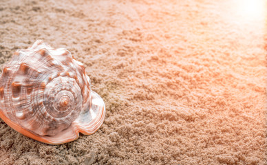Big clam shell on the sand at sunset or rising sun, concept for vacation or travel.