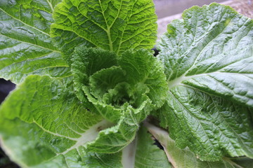 Real cabbage, young cabbage, young cabbage leaf, green leaf, young cabbage leaf pictured from above