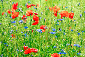 Red poppies spring blossom, green meadow with flowers