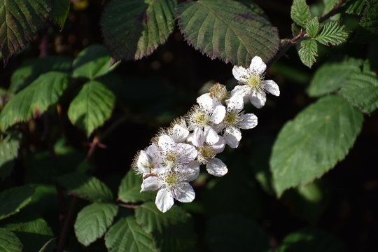 Flowers of the wild Himalaya blackberry (Rubus armeniacus), naturalized along Struve Slough in Watsonville, California.