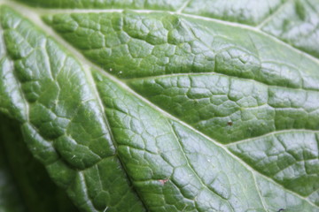 close up of green leaf