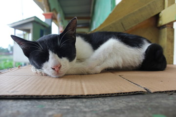 cat , the cat sleeps on a chair, sleeping cat, the cat sleeps on a cardboard box