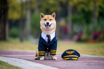 Shiba Inu wearing pilot costume © chendongshan