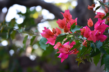 Close-up beautiful nature view of Bougainvillea flower in garden. Floral background.
