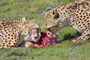 Southern cheetahs, Acinonyx jubatus jubatus