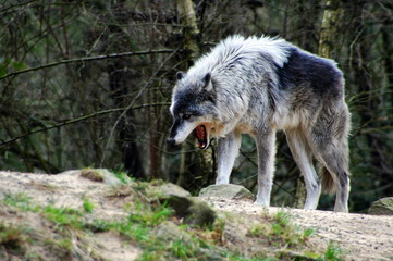 Gray wolf in the woods outdoors.