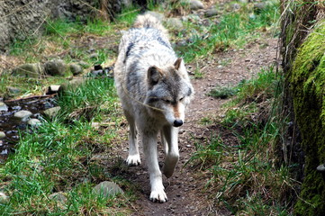 Gray wolf in the woods outdoors.