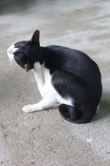 cat, white black cat, the cat is scratching