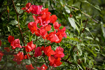 Close-up beautiful nature view of Bougainvillea flower in garden. Floral background.