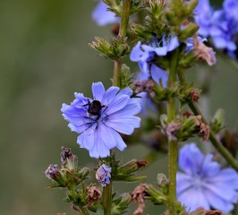 chicory in nature