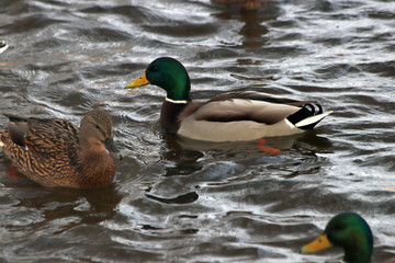 duck in pond