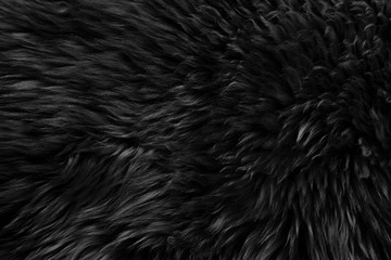 Black real wool with beige top texture background. dark natural sheep wool.  seamless plush cotton,...