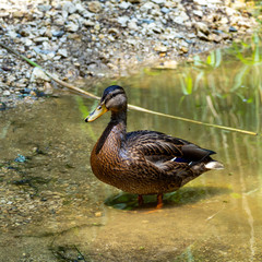 Duck family