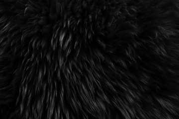 Black real wool with beige top texture background. dark natural sheep wool.  seamless plush cotton, texture of fluffy fur for designers