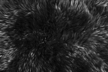 Black real wool with beige top texture background. dark natural sheep wool.  seamless plush cotton,...