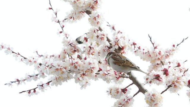 Sparrow on the blossom spring tree