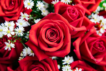 Bouquet of red roses with baby breath