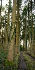 Waldweg mit efeubewachsenen Fichten