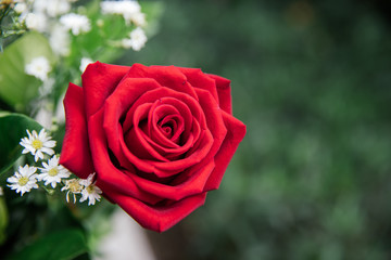 Red rose with baby breath in the garden