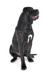 cane corso in studio