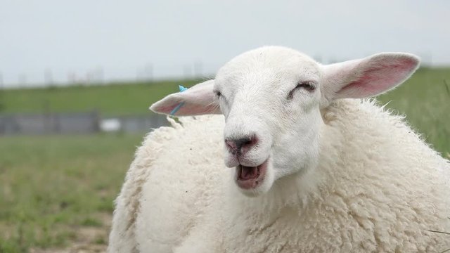 white cute sheep  lying on pasture and chewing