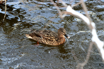 duck in water